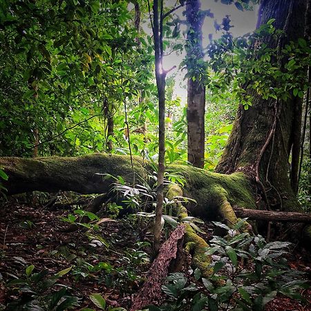 El Remanso Rainforest Lodge Puerto Jimenez Ngoại thất bức ảnh