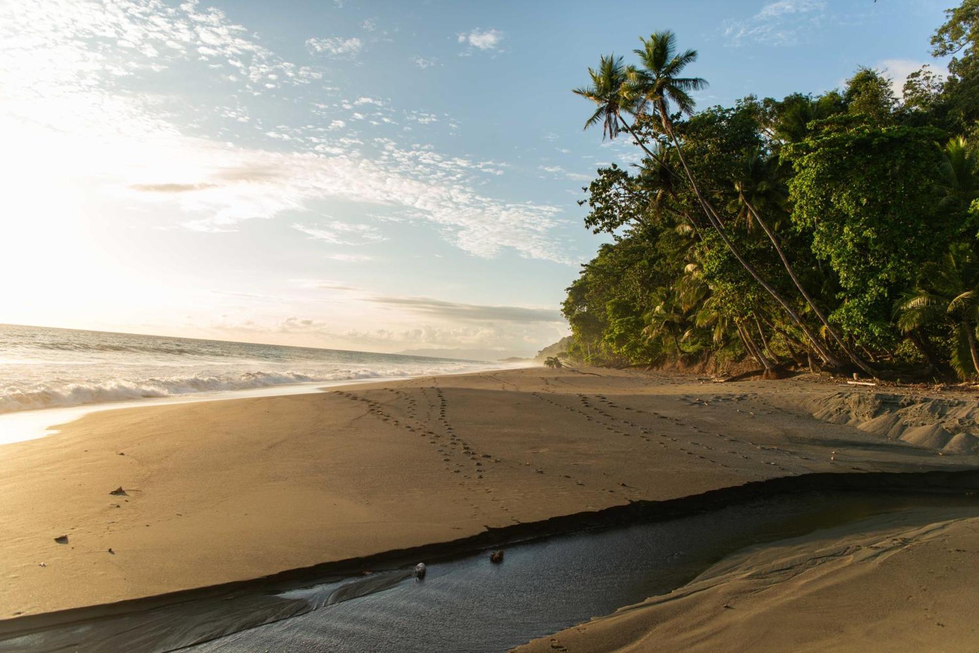 El Remanso Rainforest Lodge Puerto Jimenez Ngoại thất bức ảnh