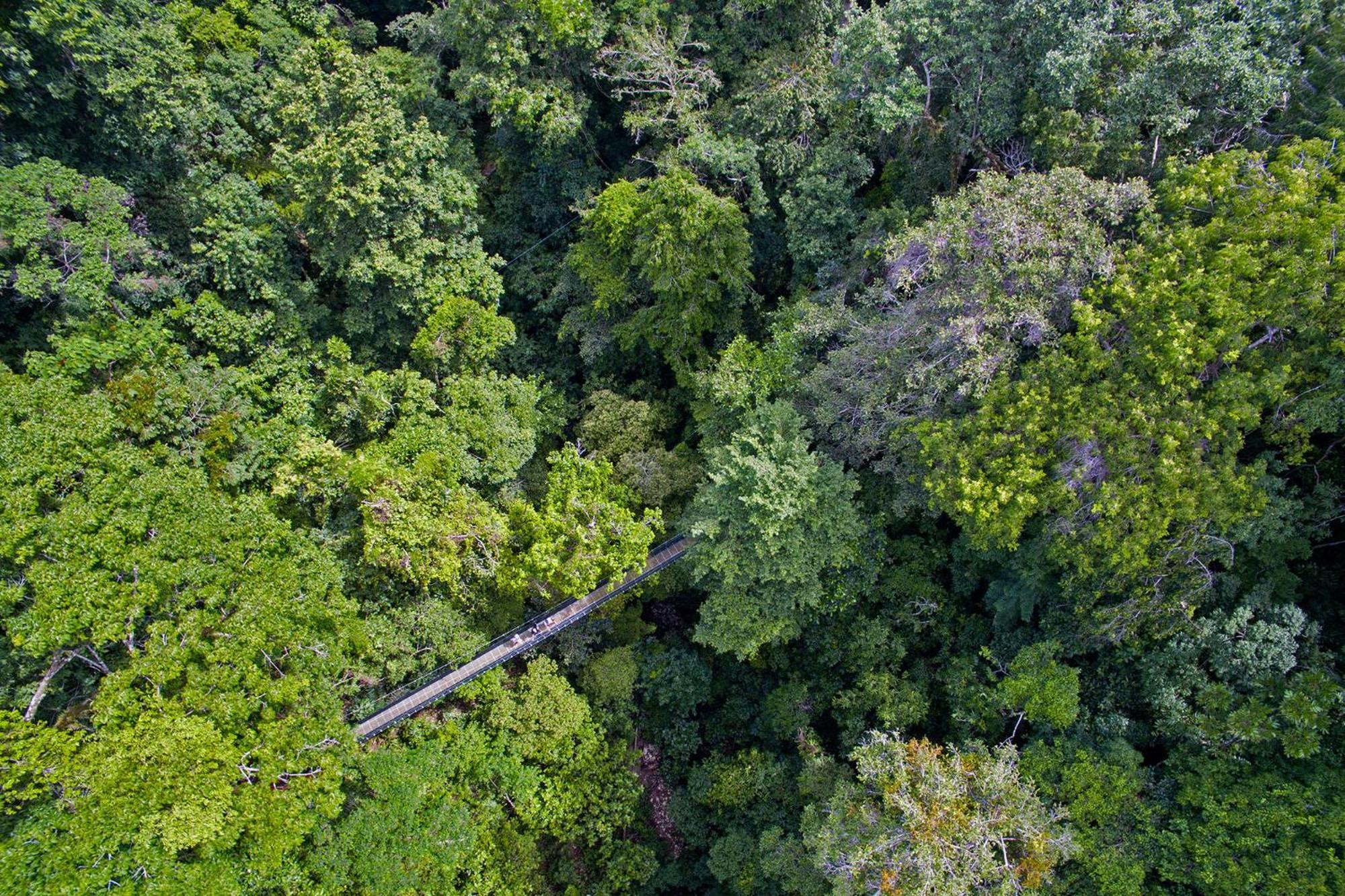El Remanso Rainforest Lodge Puerto Jimenez Ngoại thất bức ảnh