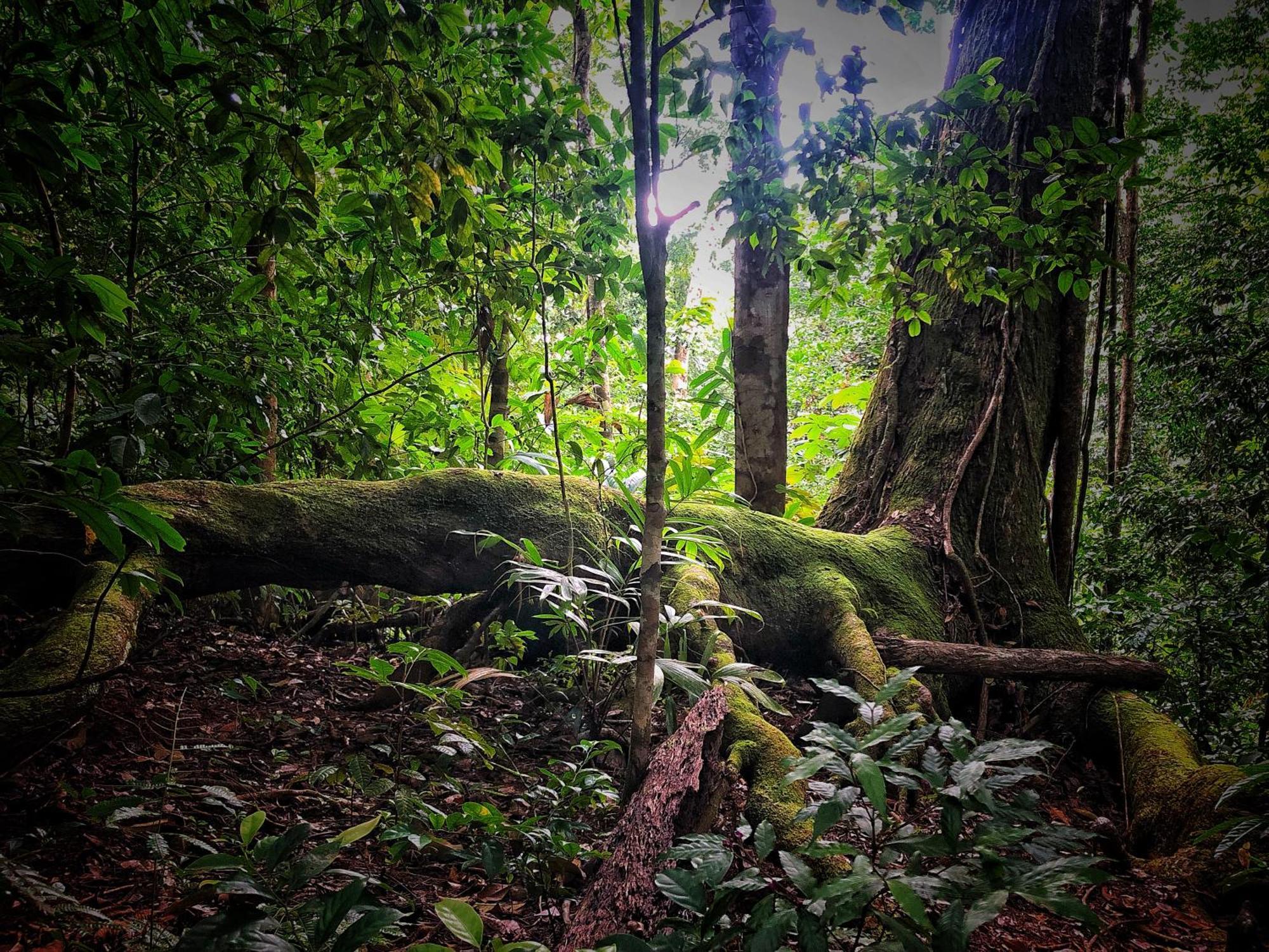 El Remanso Rainforest Lodge Puerto Jimenez Ngoại thất bức ảnh